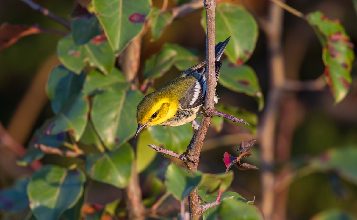 סבכון צהוב-ראש - ML643383302
