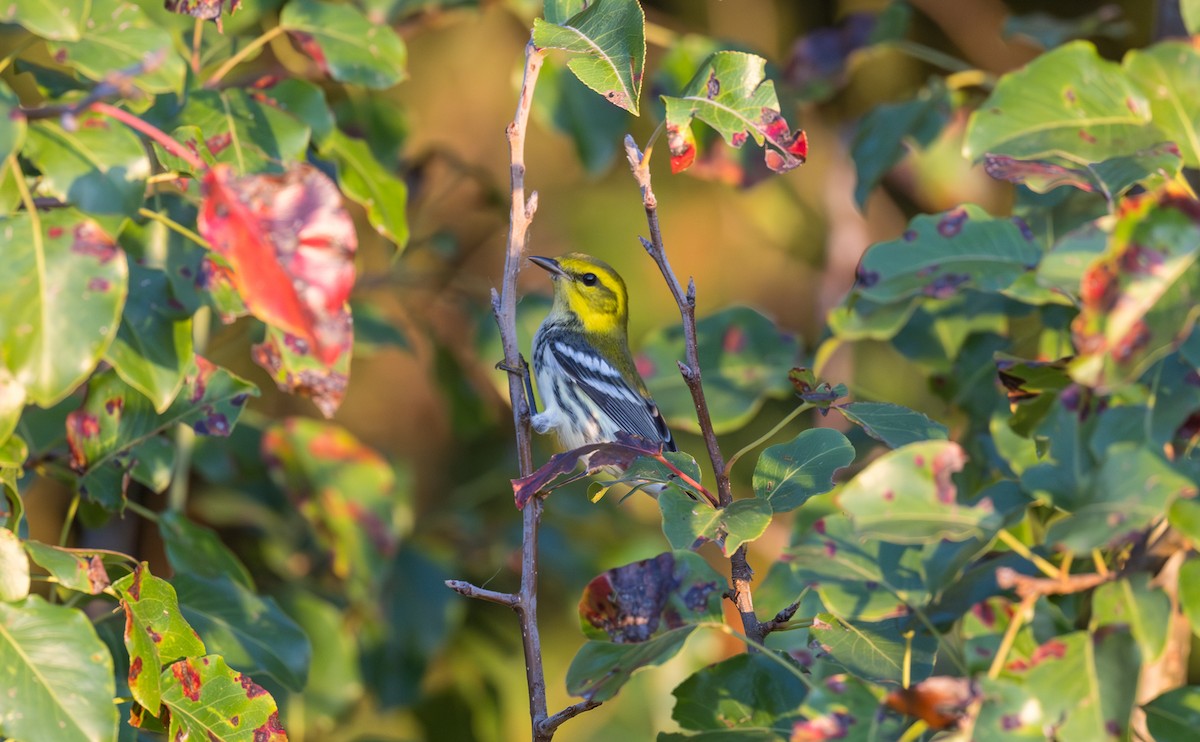 סבכון צהוב-ראש - ML643383303