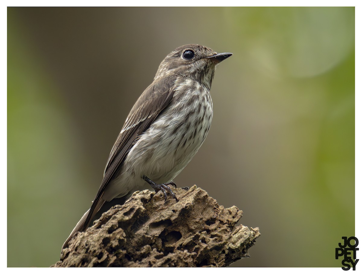 Gray-streaked Flycatcher - ML643383305