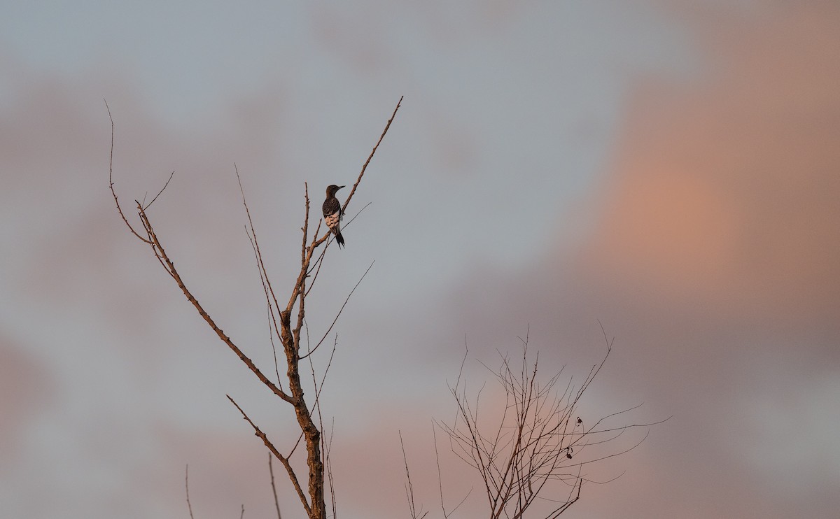 Red-headed Woodpecker - ML643383313