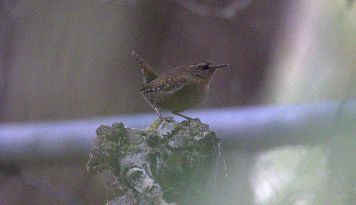 Pacific Wren - ML643383320