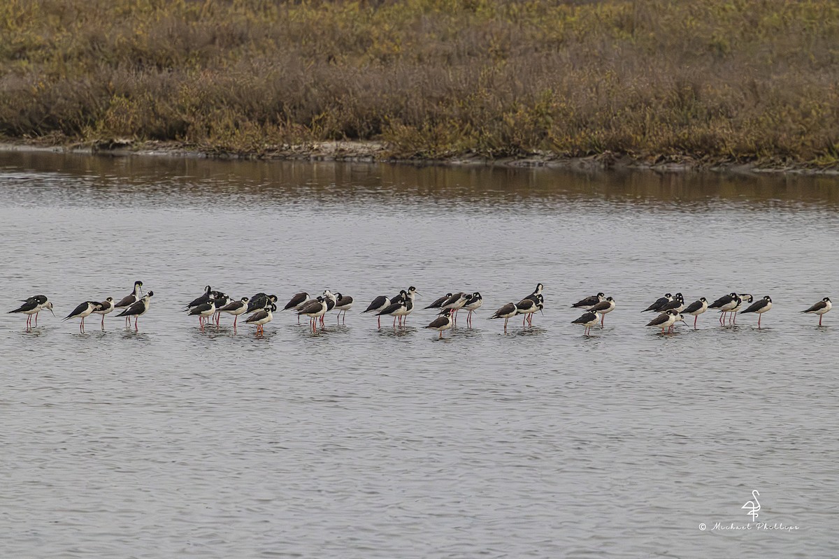 Black-necked Stilt - ML643383329