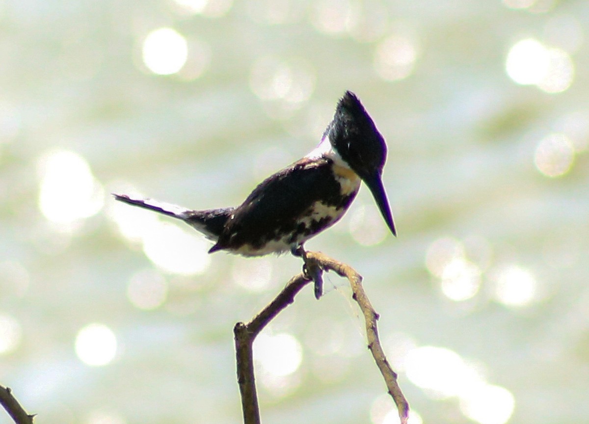Green Kingfisher - ML643383339