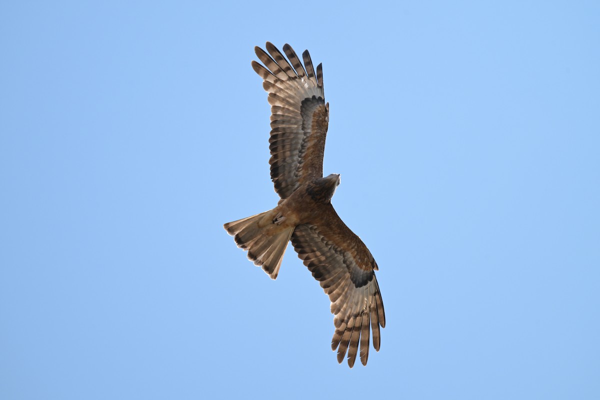 Square-tailed Kite - ML643383345