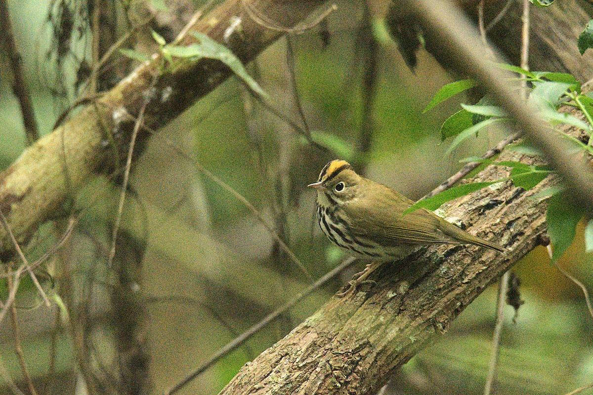 Ovenbird - ML643383349