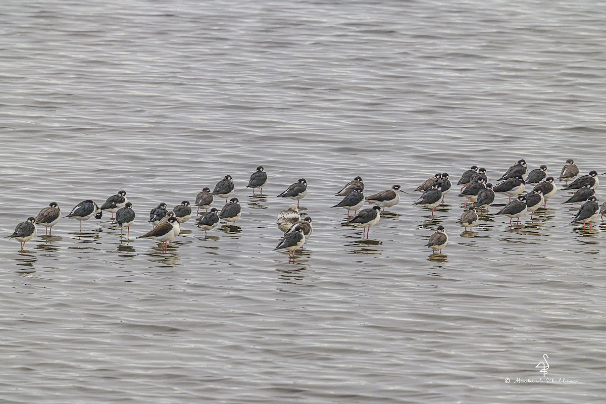 Black-necked Stilt - ML643383356