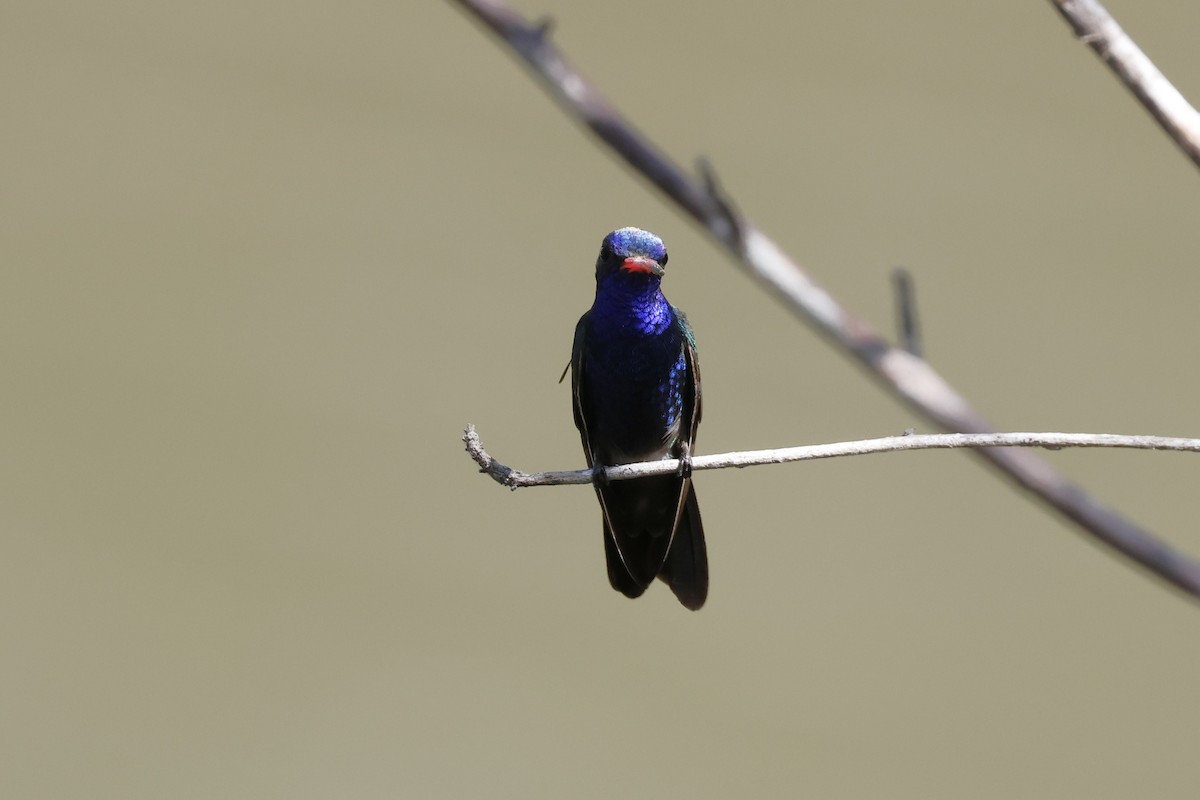 Blaugesichtkolibri - ML643383368