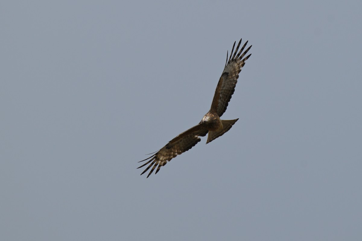 Square-tailed Kite - ML643383381
