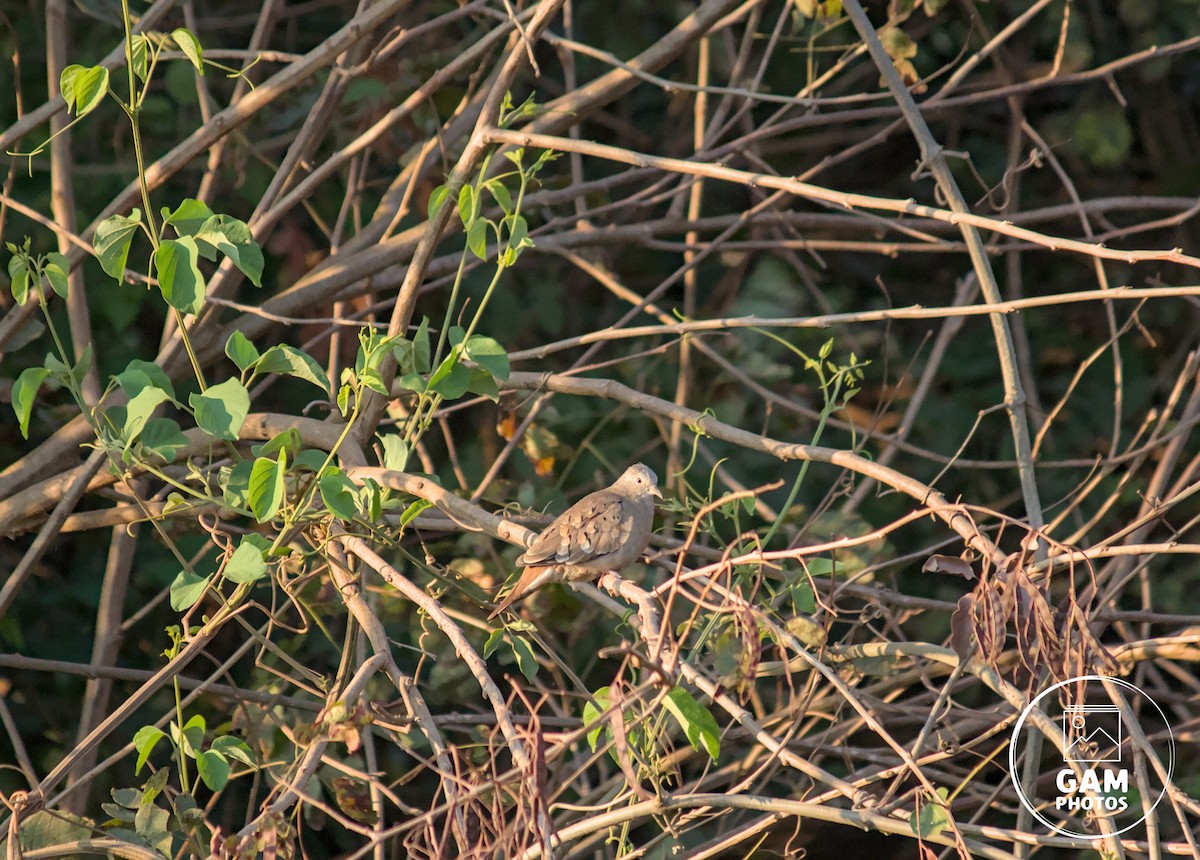 Plain-breasted Ground Dove - ML643383407