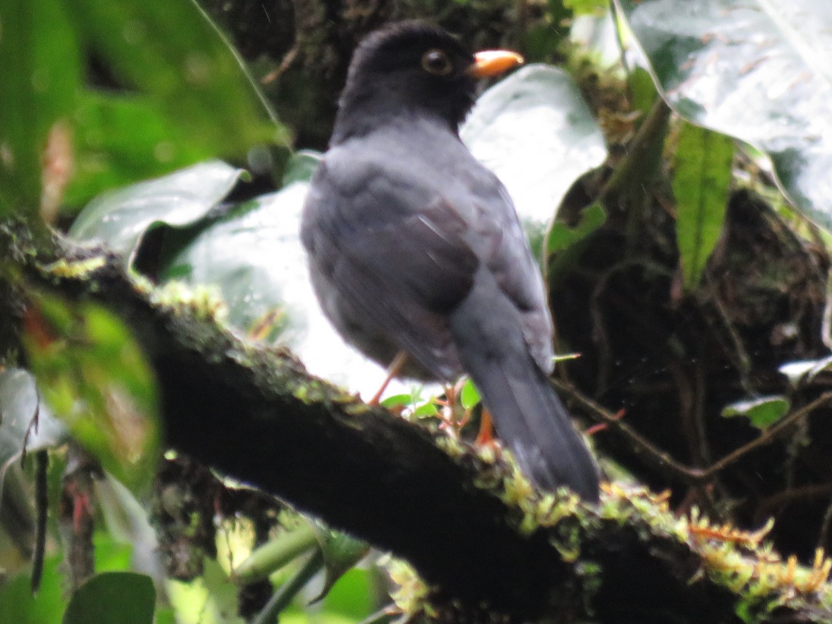 Yellow-legged Thrush - ML643383410