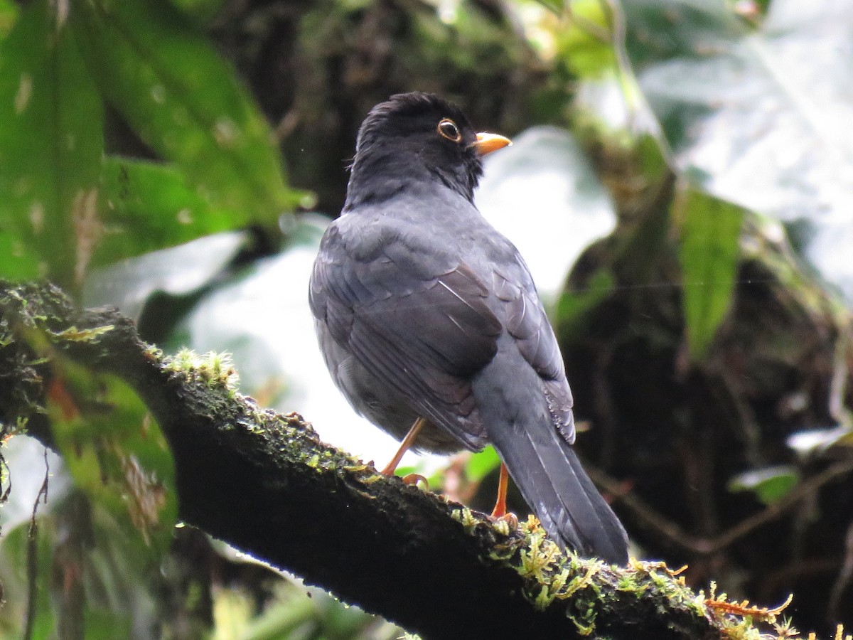 Yellow-legged Thrush - ML643383411