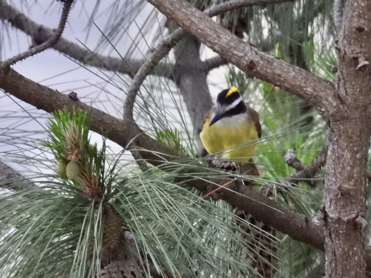 Great Kiskadee - ML643383415