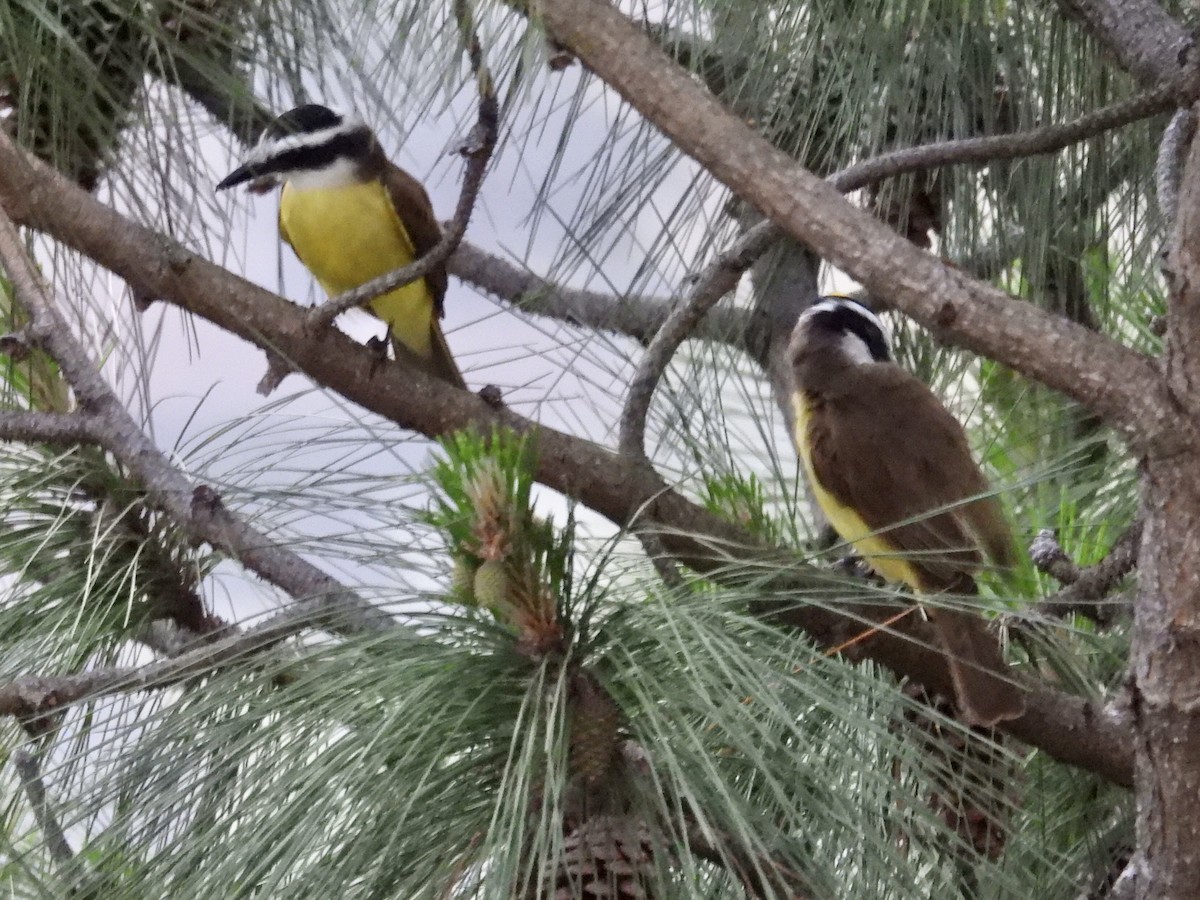 Great Kiskadee - ML643383416