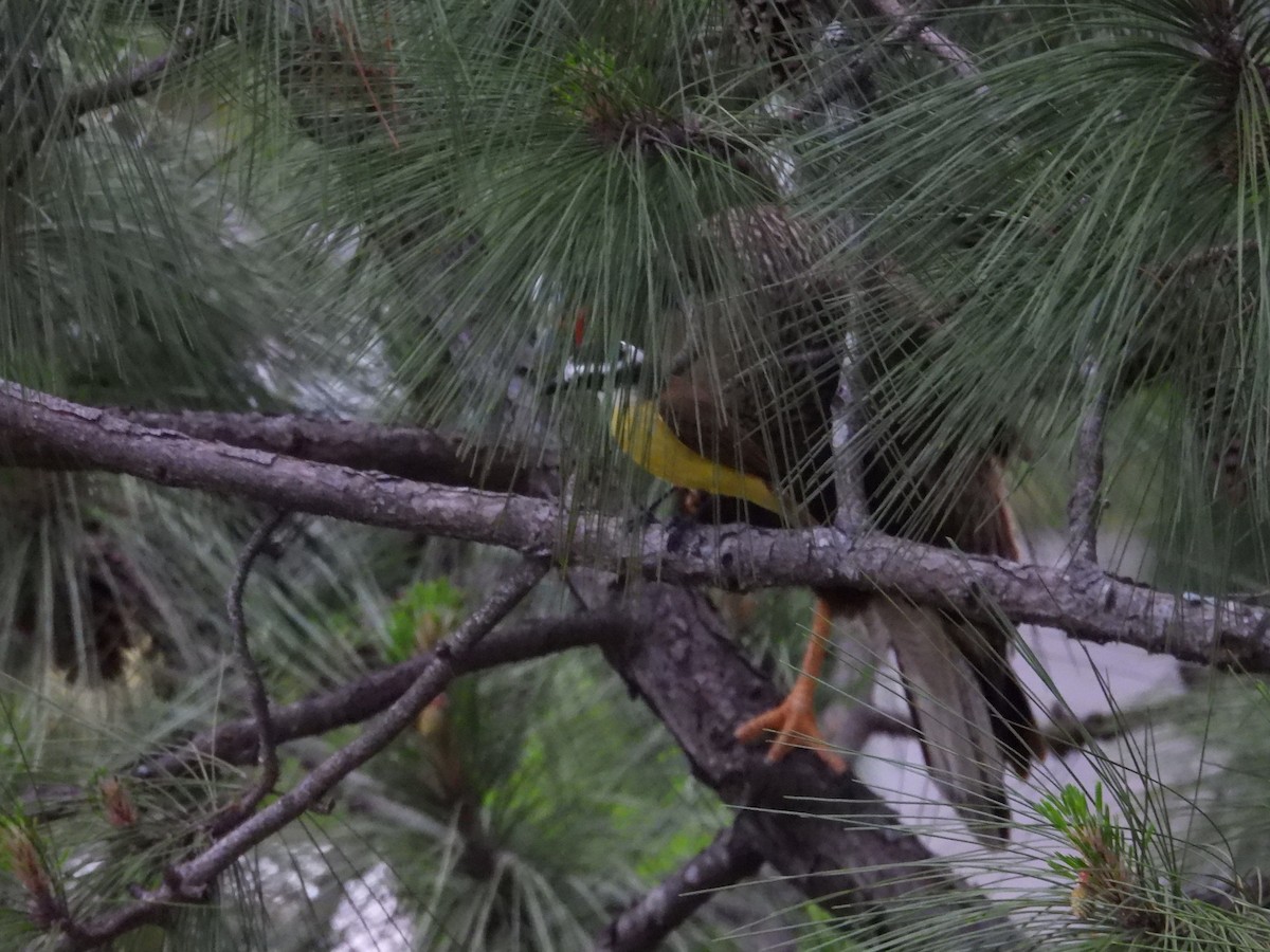 Great Kiskadee - ML643383418