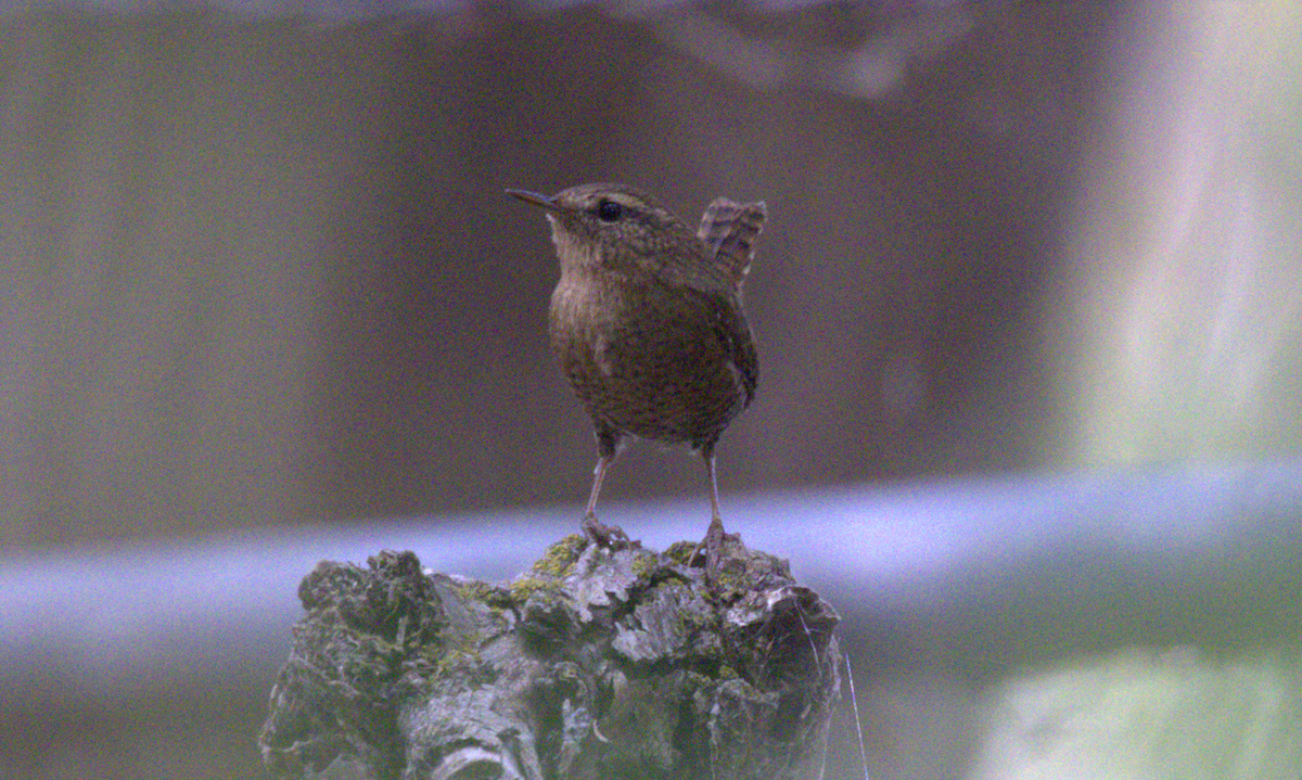 Pacific Wren - ML643383419