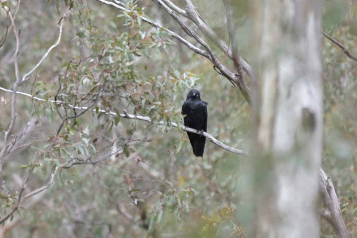 Little Raven - ML643383422