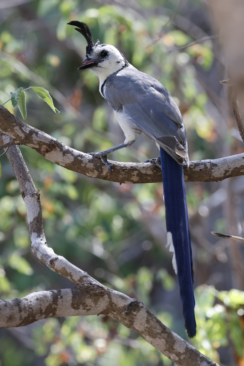 White-throated Magpie-Jay - ML643383423