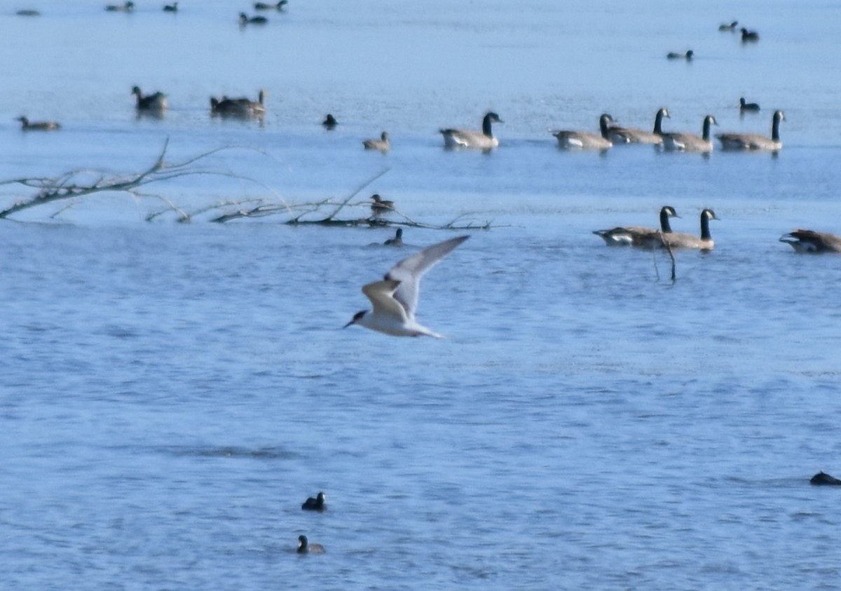 Common Tern - ML643383432