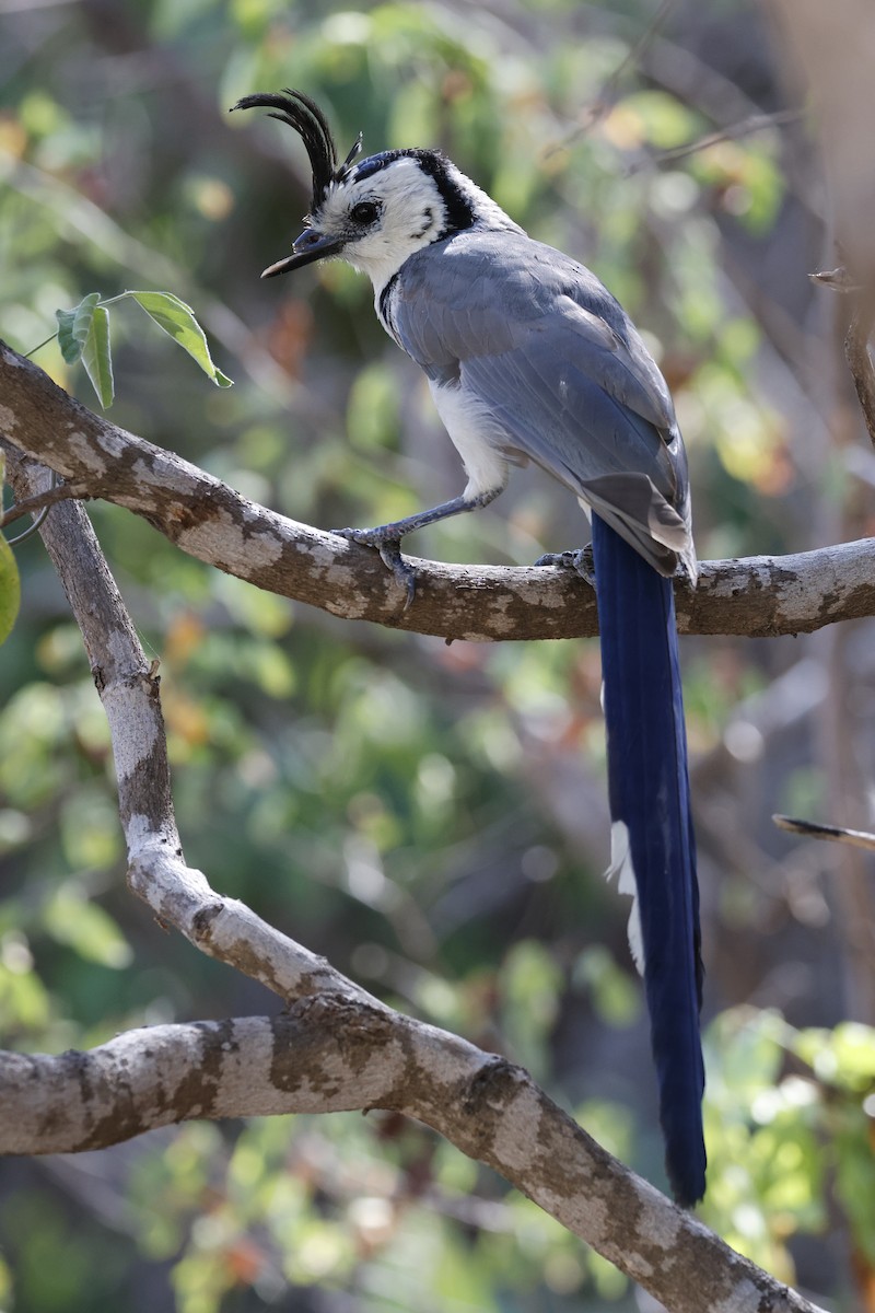 White-throated Magpie-Jay - ML643383445