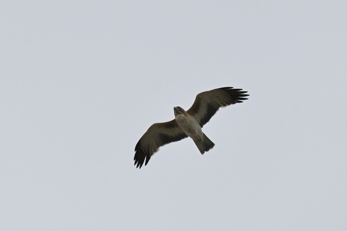Little Eagle - ML643383452