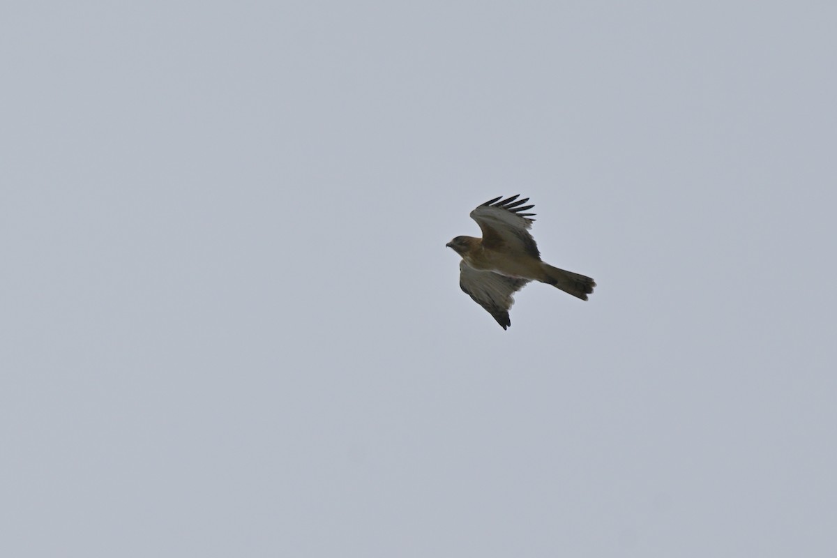 Little Eagle - ML643383454
