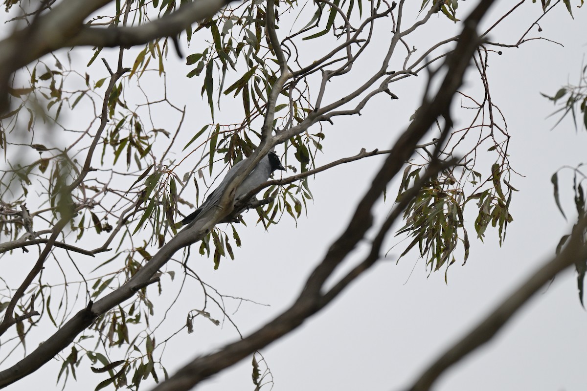 Black-faced Cuckooshrike - ML643383465