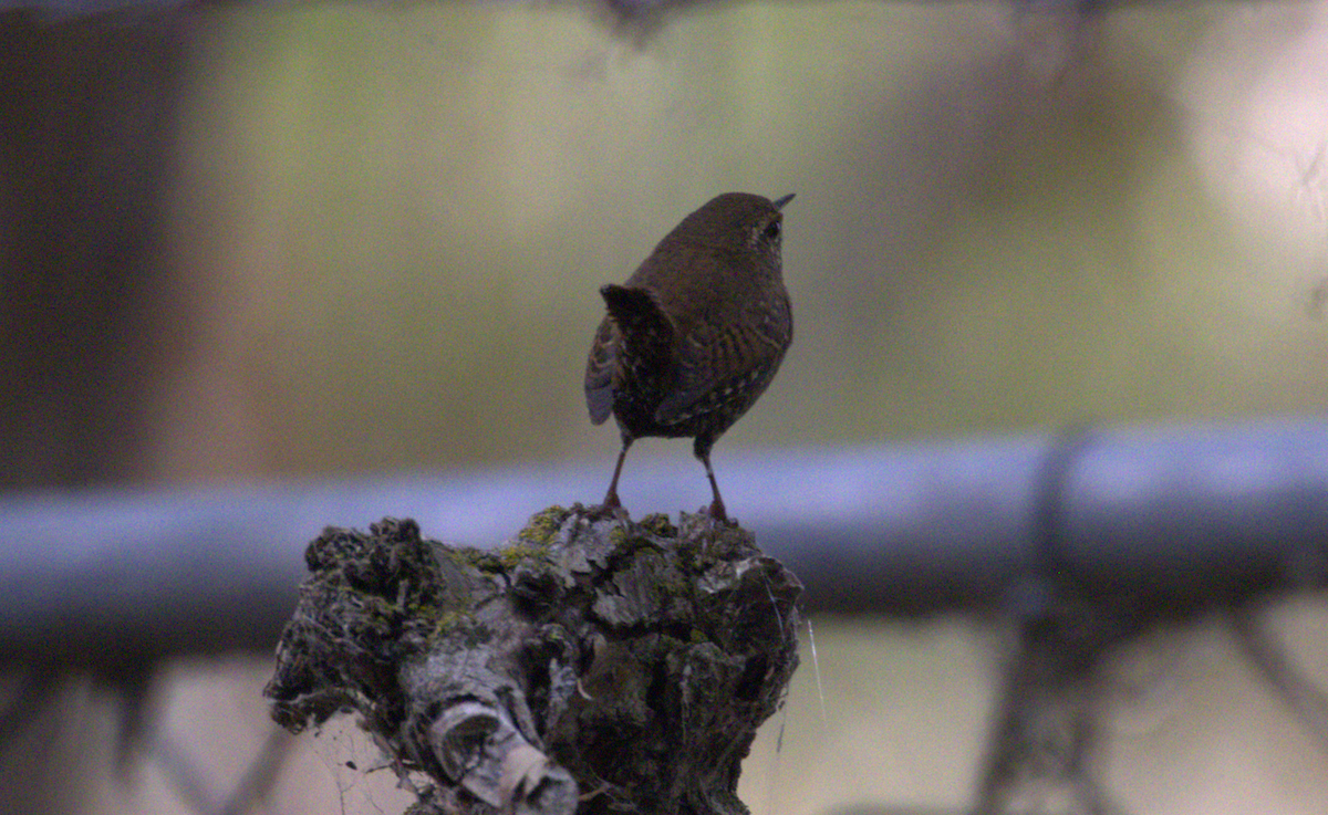 Pacific Wren - ML643383467