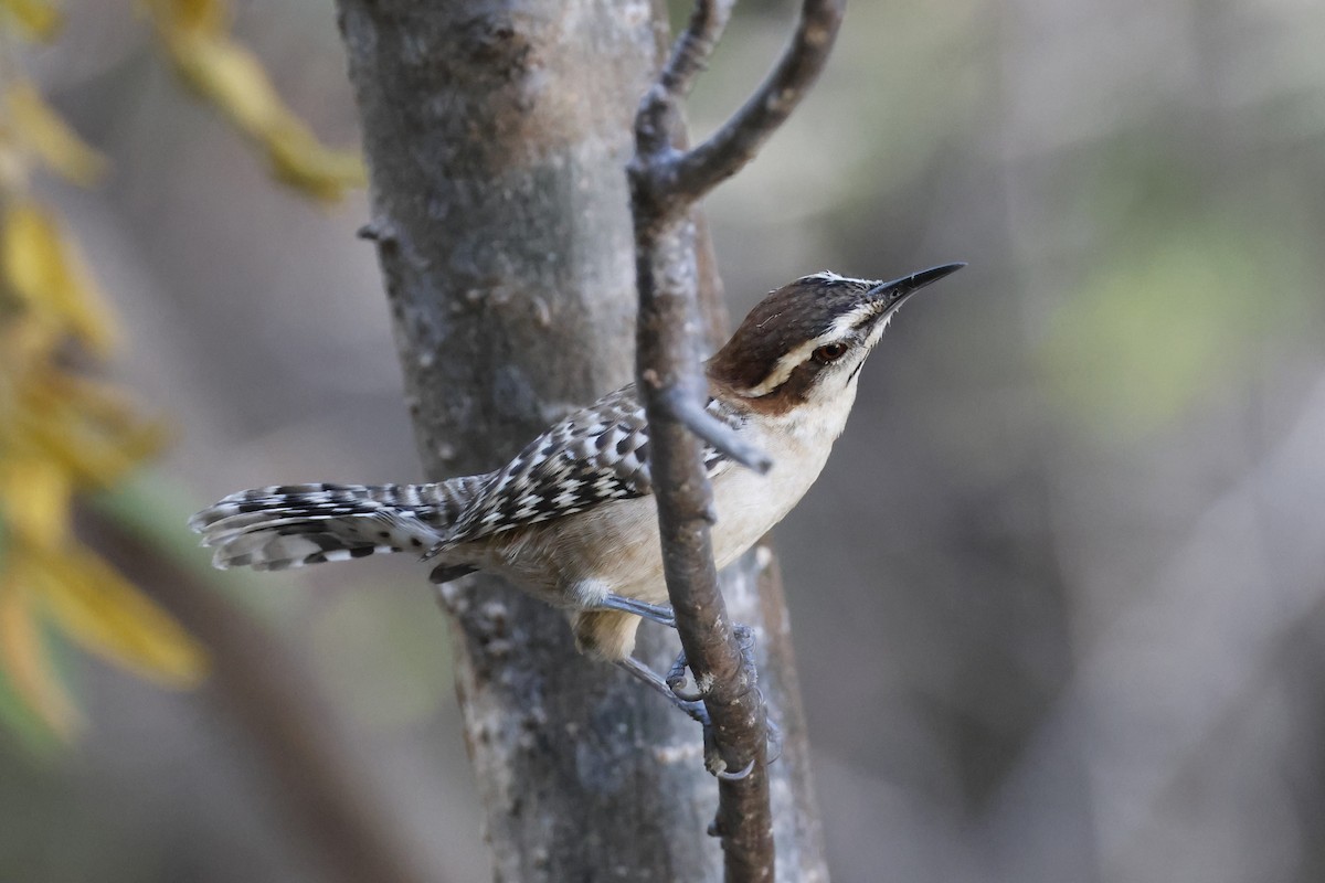 Russet-naped Wren - ML643383469