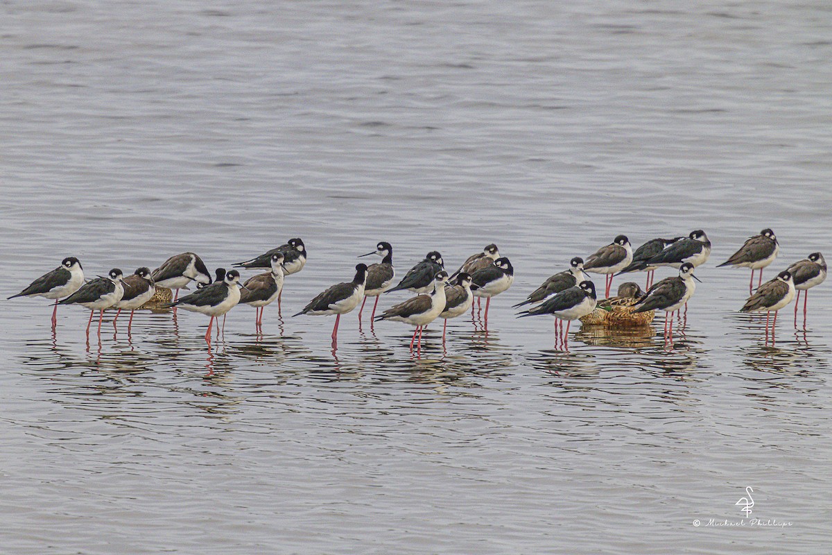 Black-necked Stilt - ML643383472
