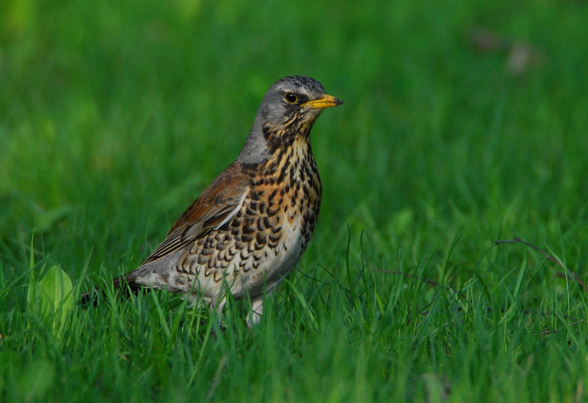 Fieldfare - ML643383474