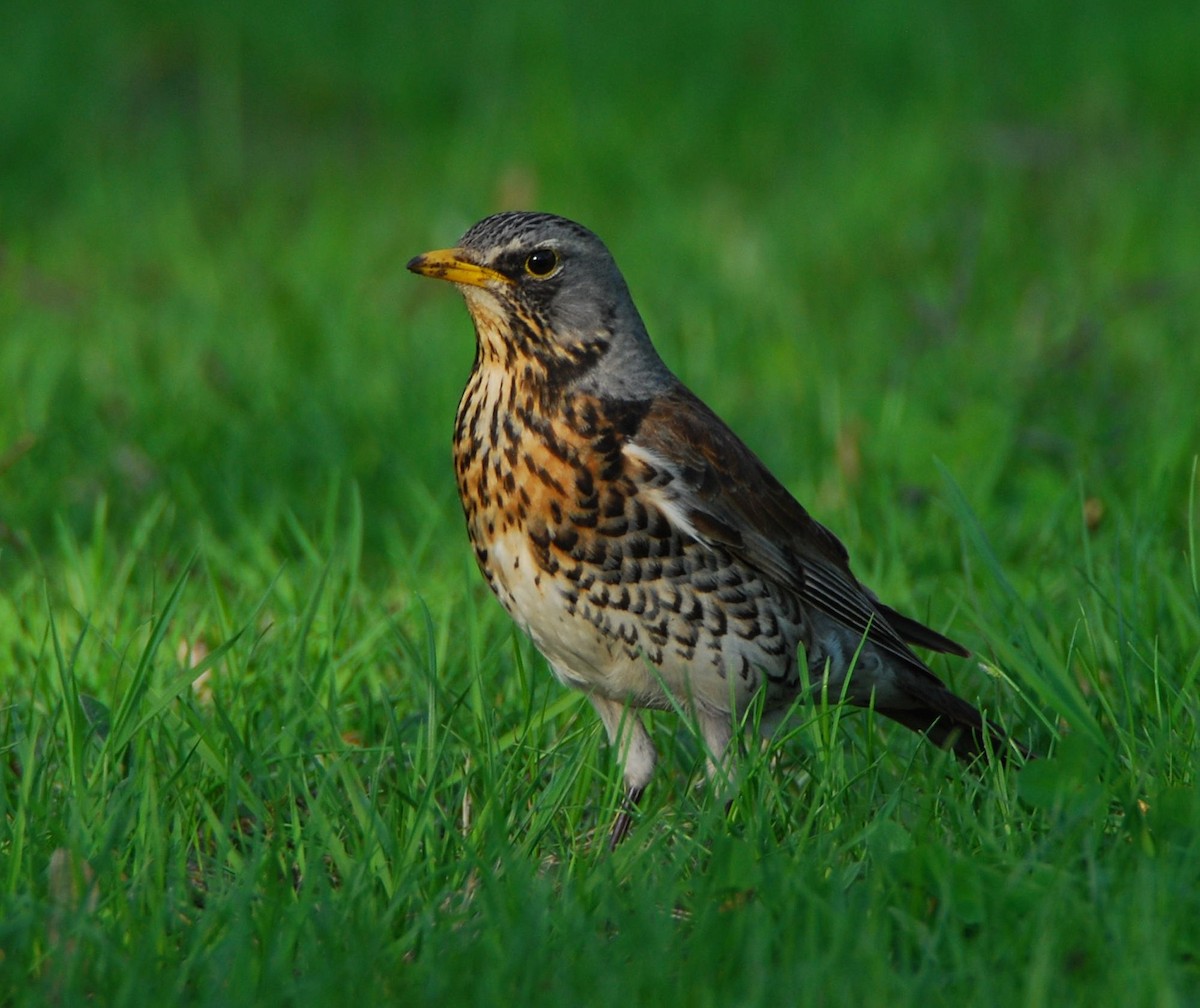 Fieldfare - ML643383475