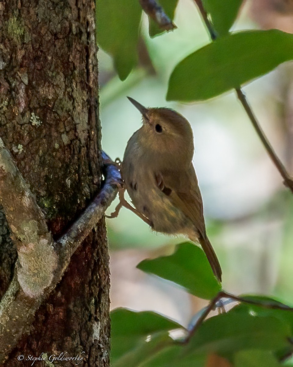 Large-billed Scrubwren - ML643383477