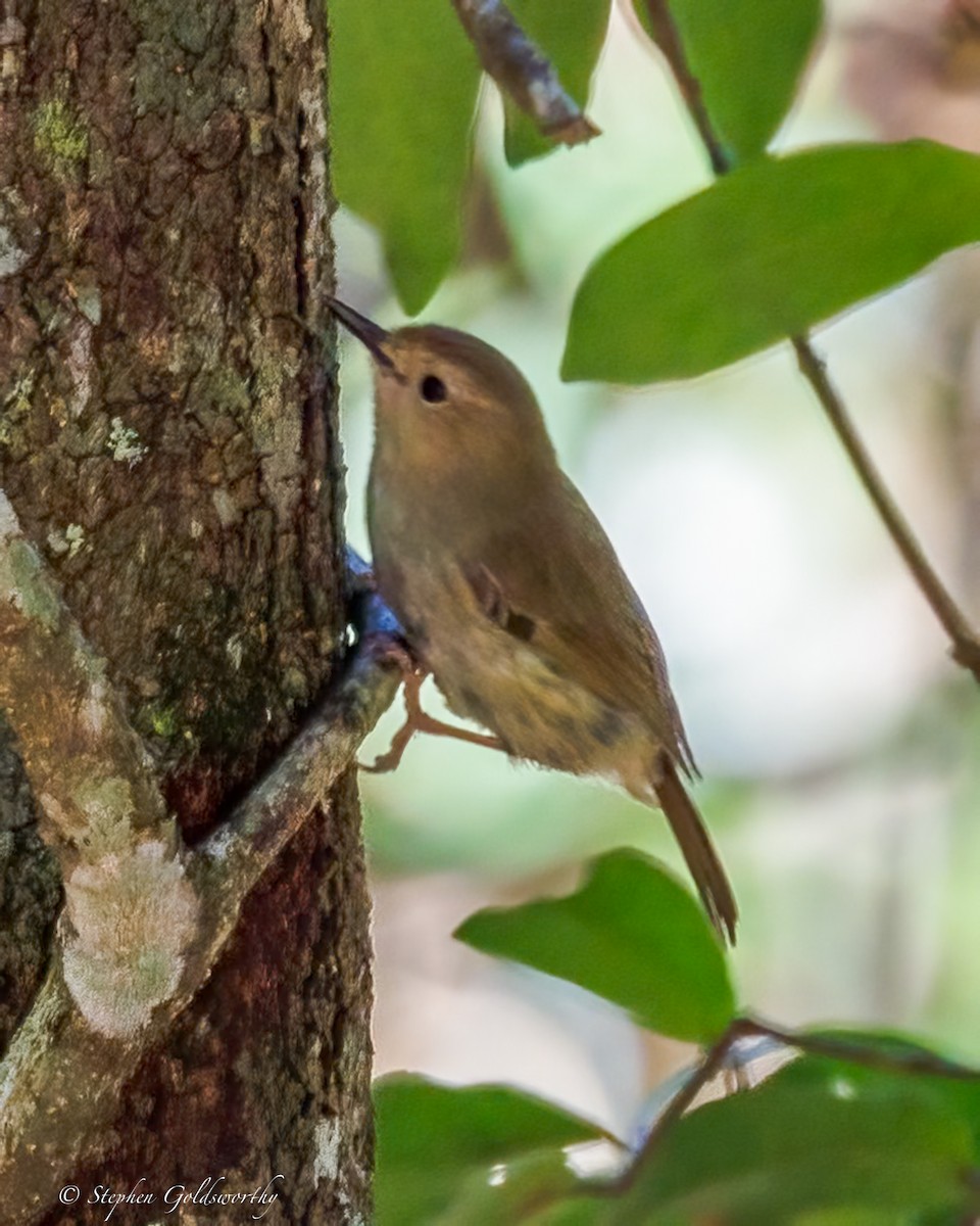 Large-billed Scrubwren - ML643383478
