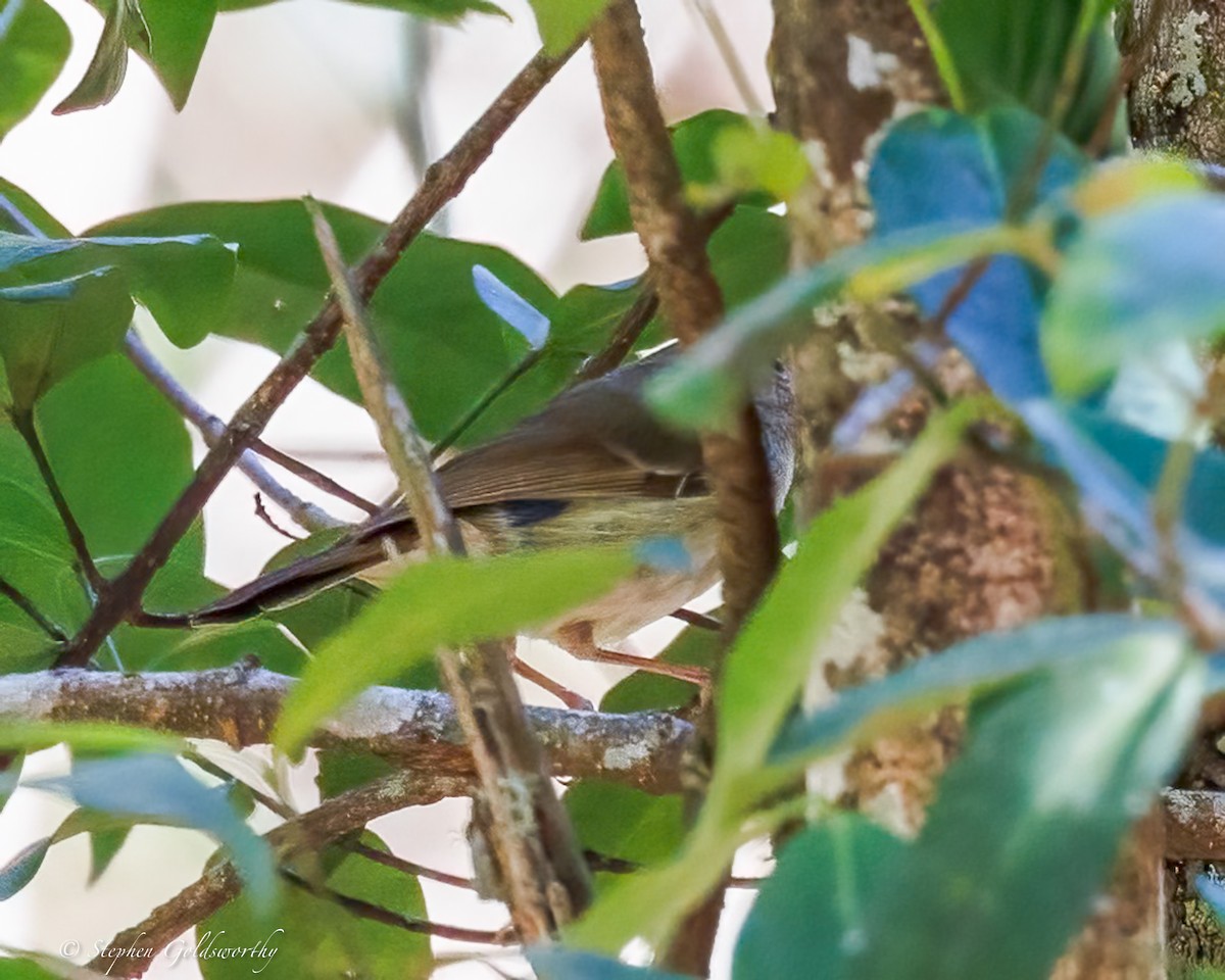 Large-billed Scrubwren - ML643383479