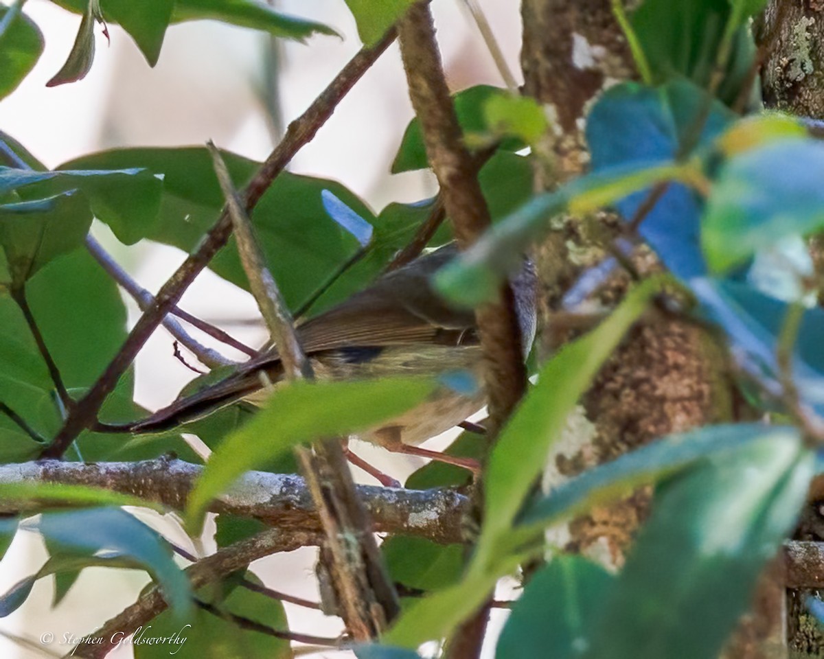 Large-billed Scrubwren - ML643383480