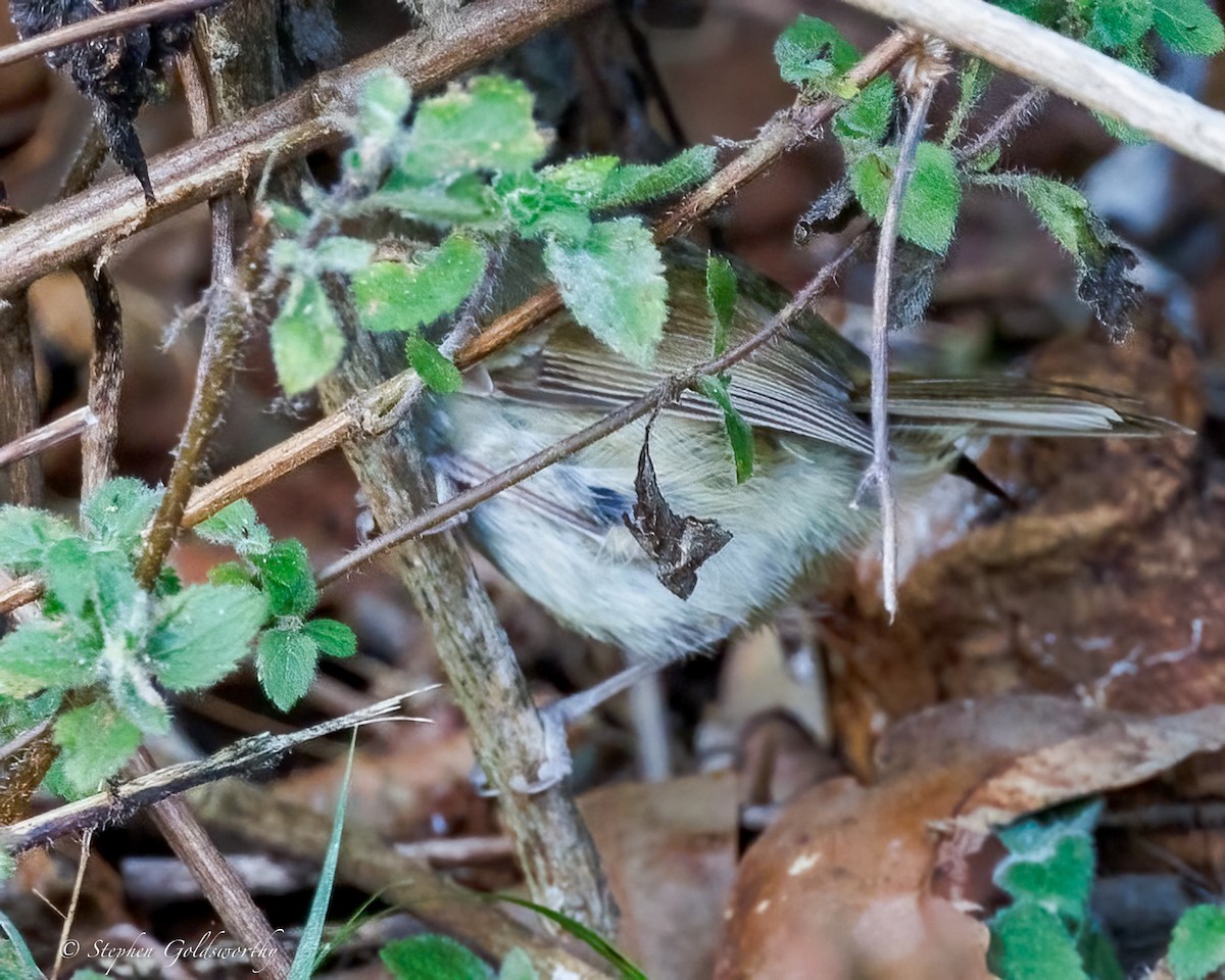 Large-billed Scrubwren - ML643383481