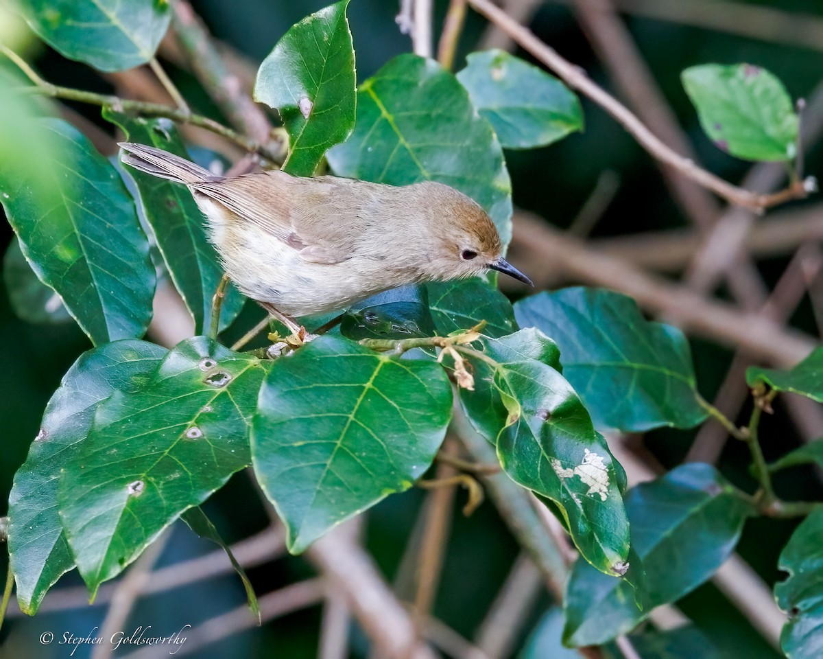 Large-billed Scrubwren - ML643383482