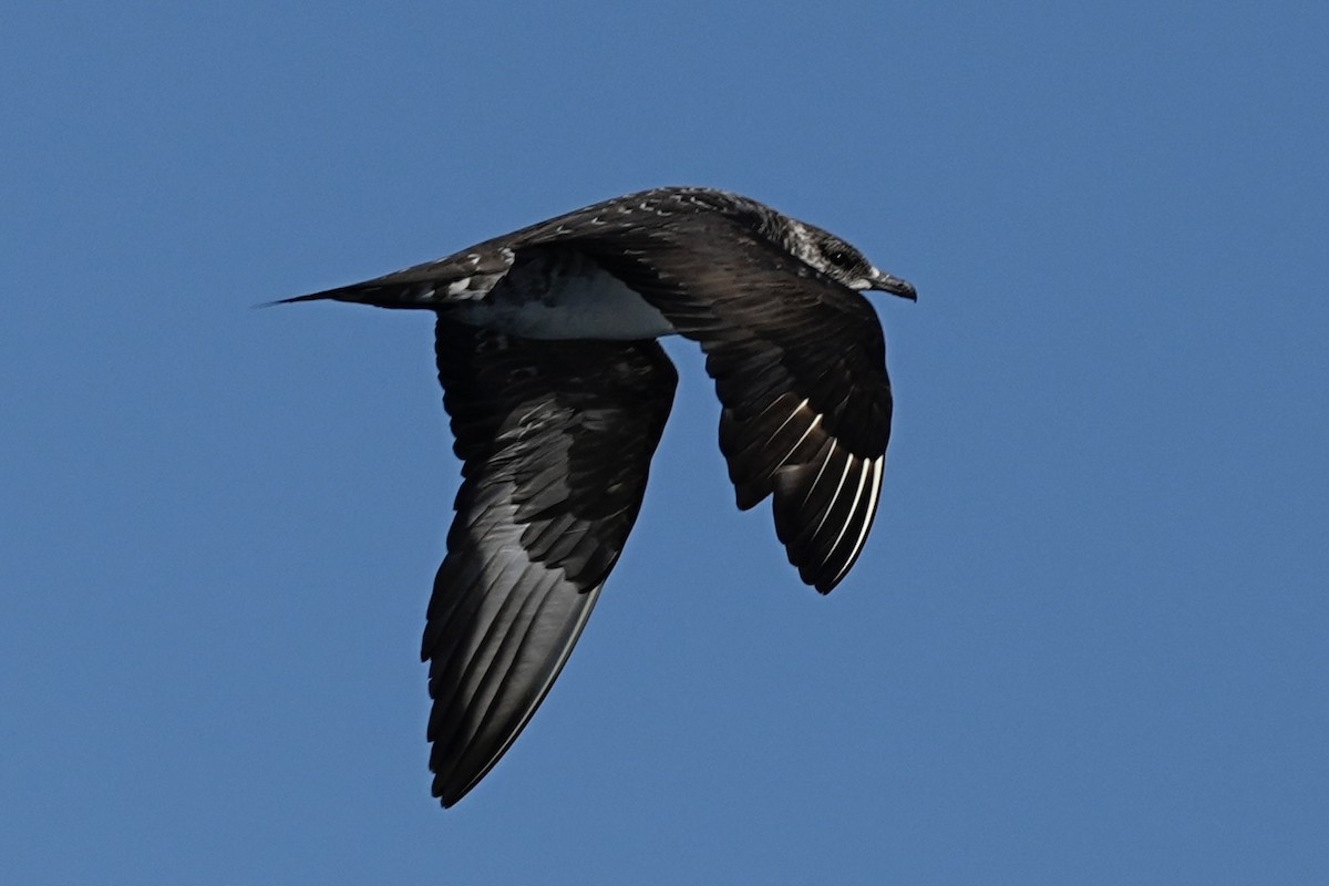 Parasitic Jaeger - ML643383492