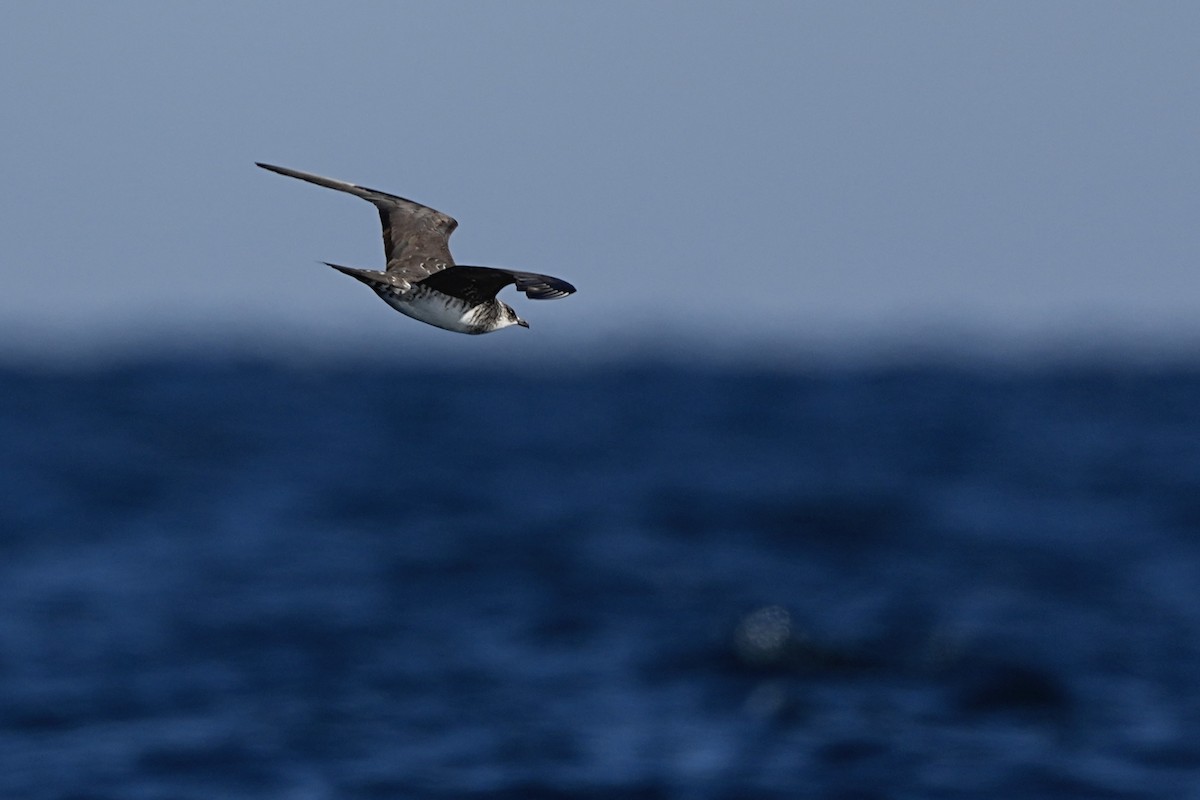 Parasitic Jaeger - ML643383494