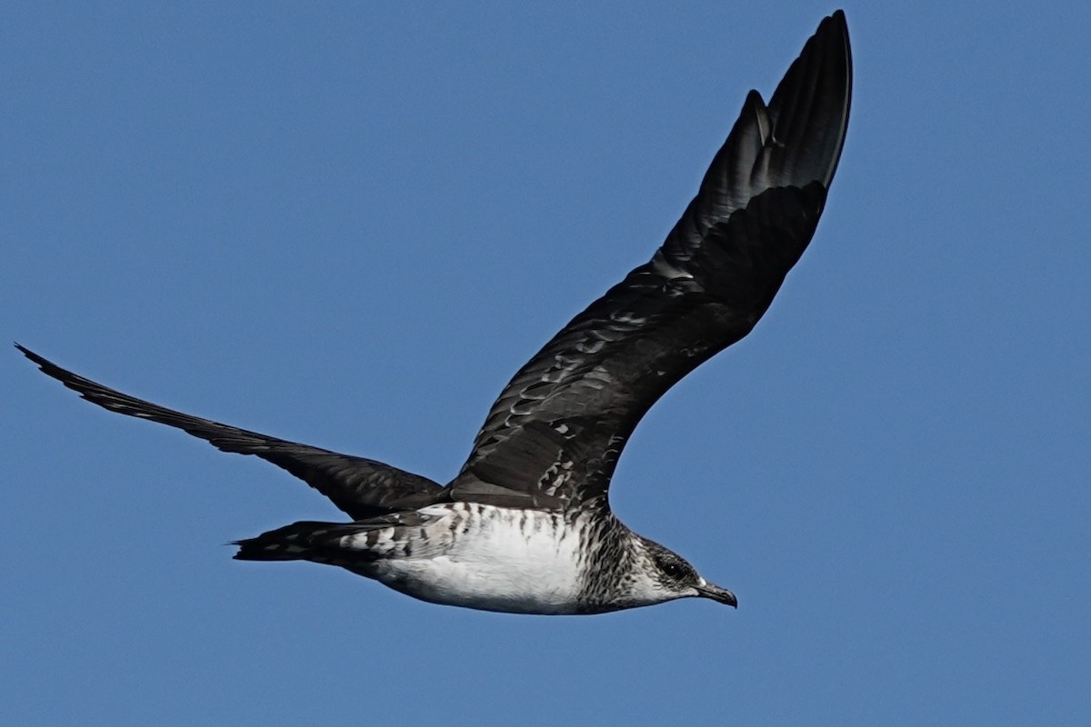 Parasitic Jaeger - ML643383495