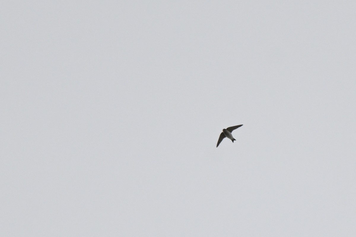 Tree Martin - ML643383497