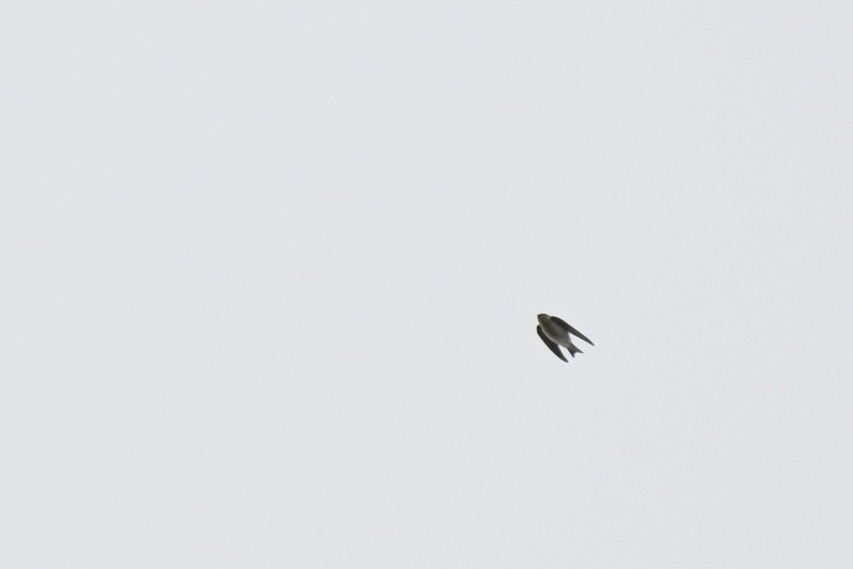 Tree Martin - ML643383499