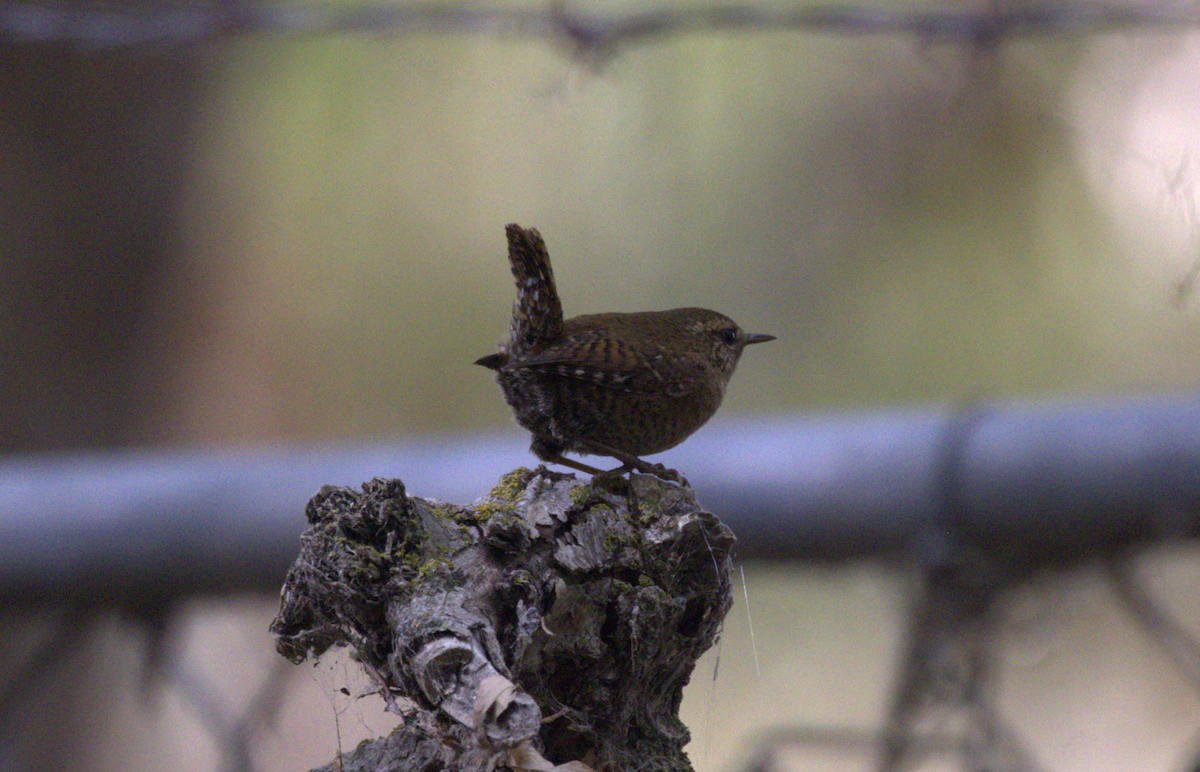 Pacific Wren - ML643383536