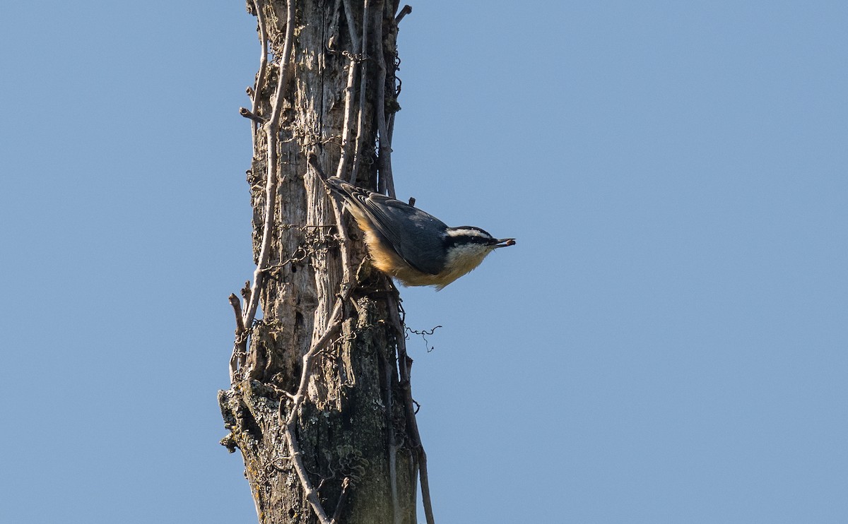 Red-breasted Nuthatch - ML643383543
