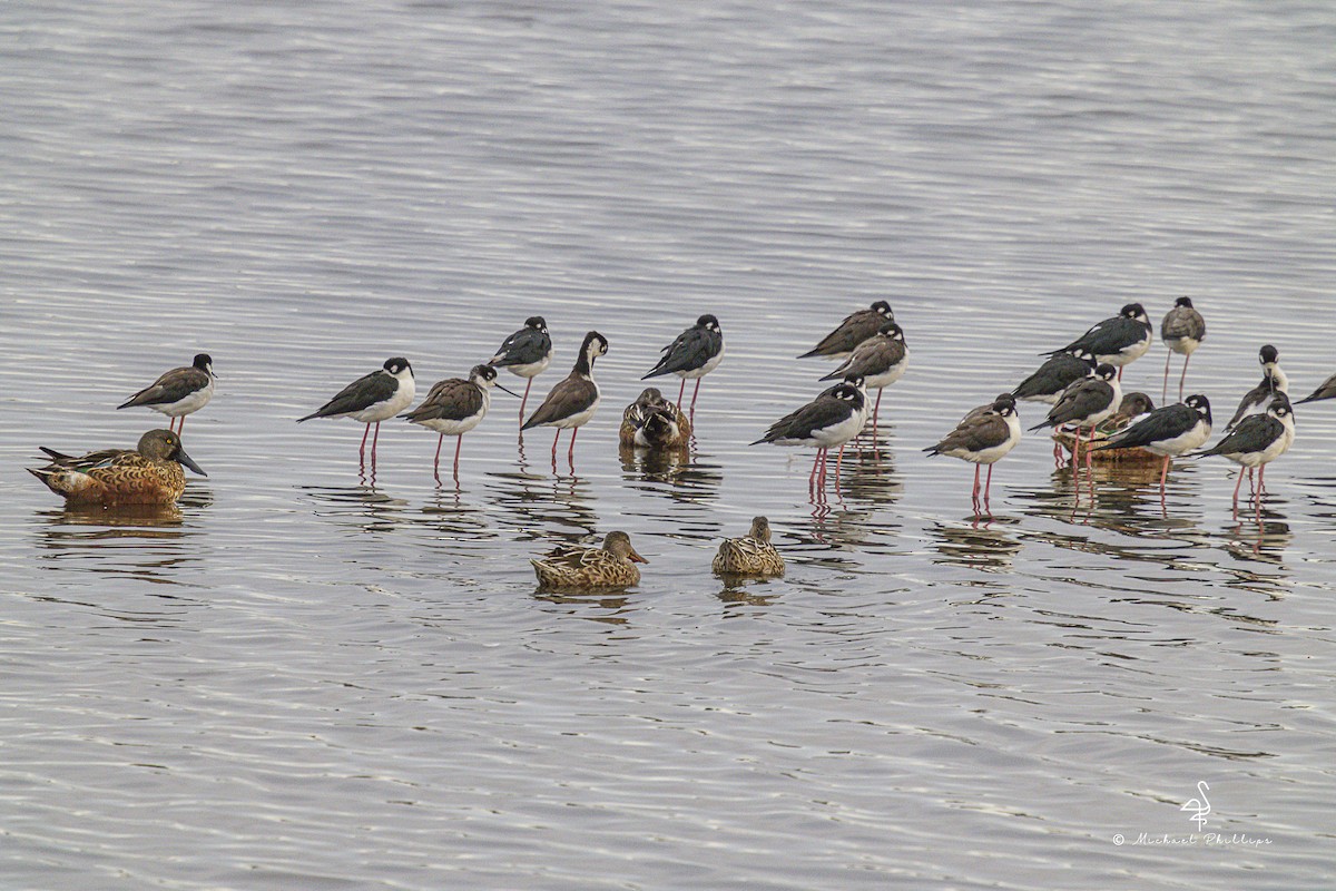 Black-necked Stilt - ML643383560