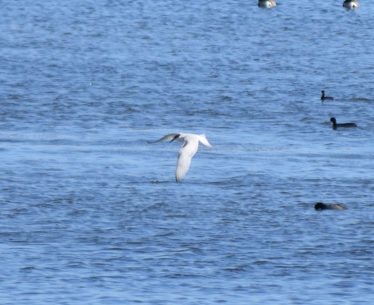 Common Tern - ML643383568