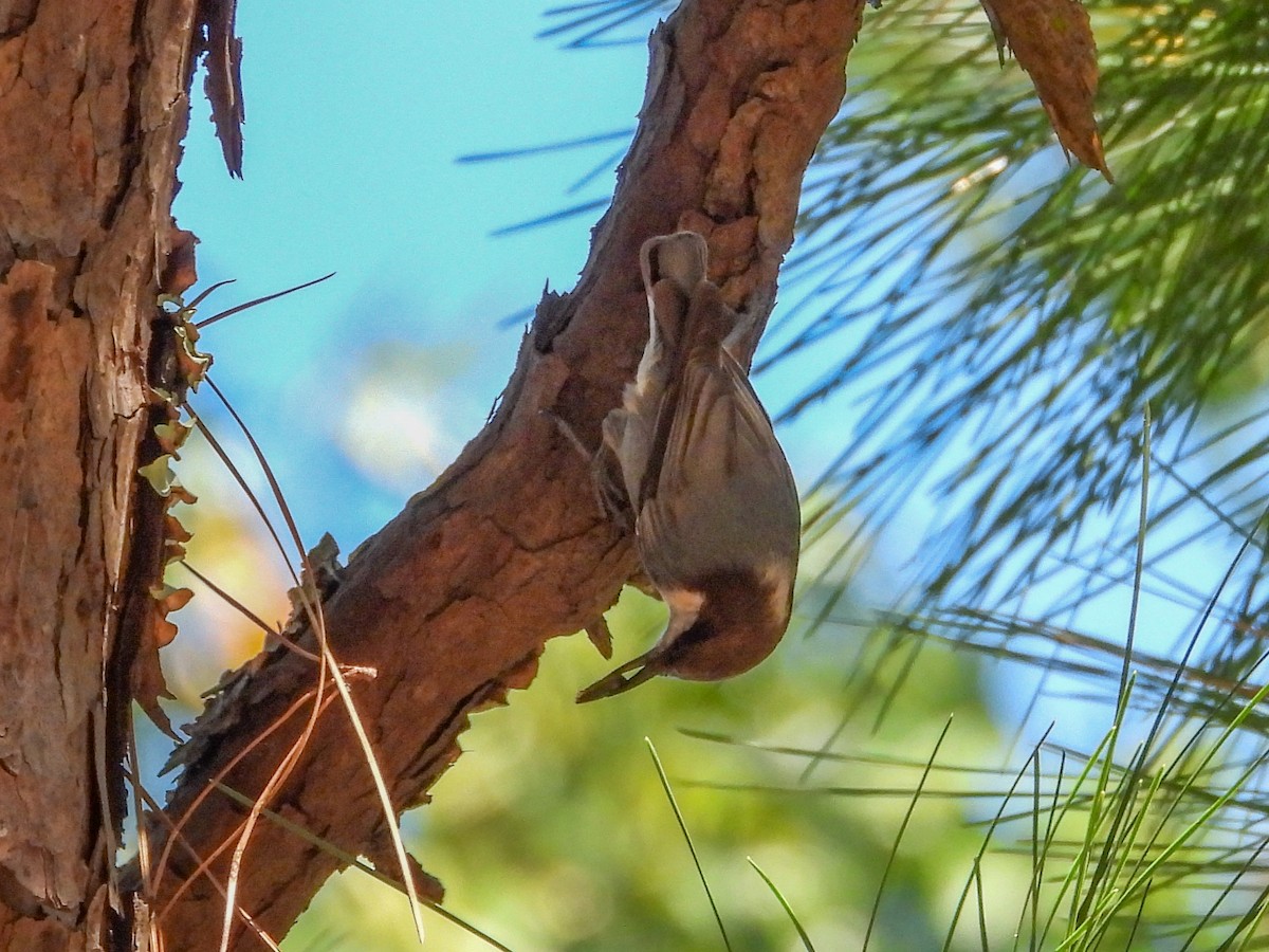 Brown-headed Nuthatch - ML643383586