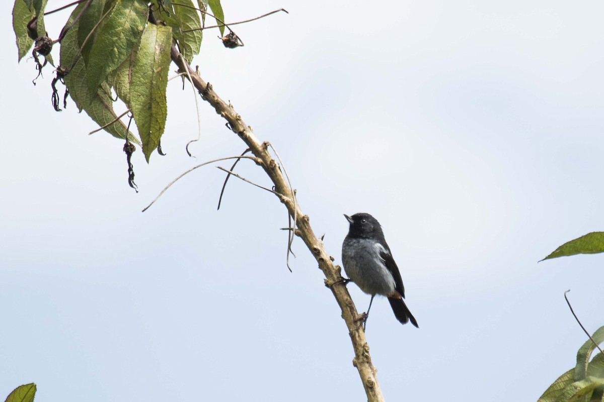 Gray-bellied Flowerpiercer - ML643383587