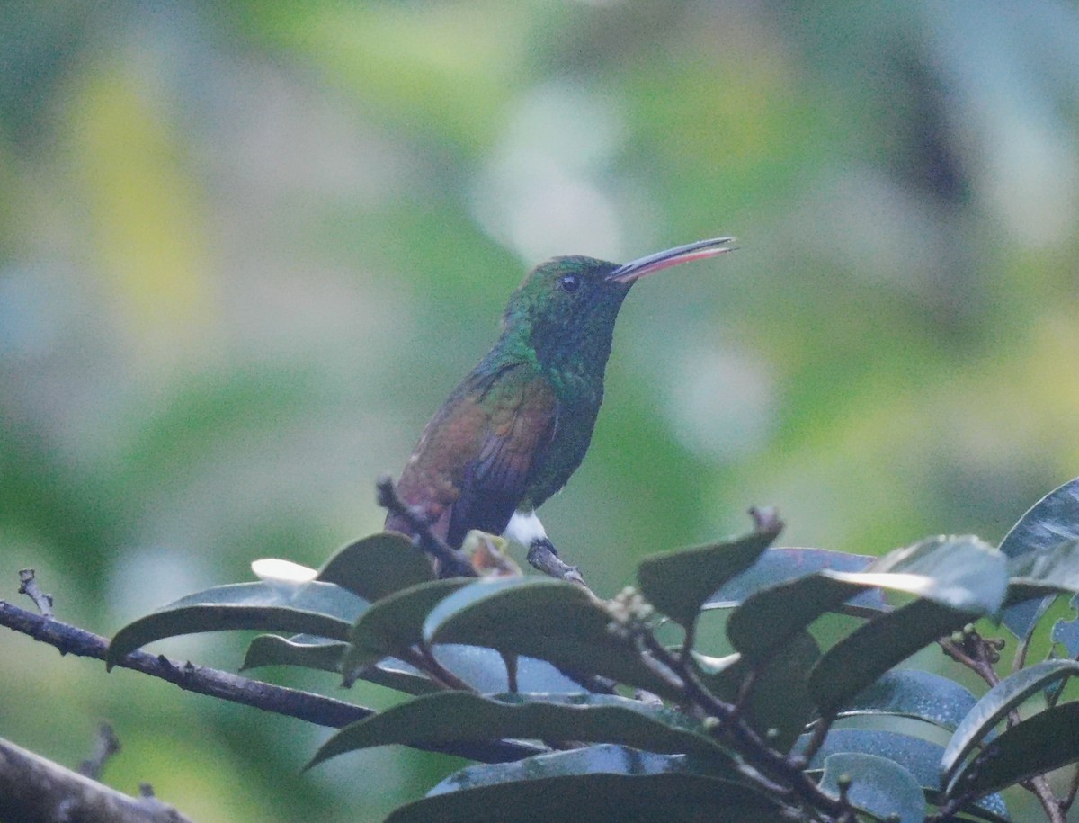 Berylline Hummingbird - ML643383598