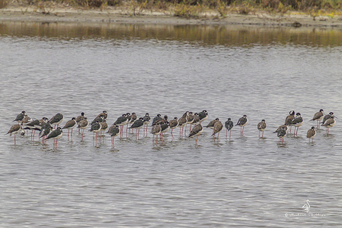 Black-necked Stilt - ML643383602